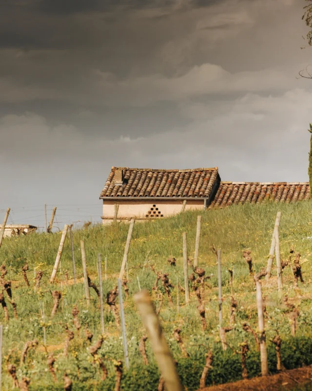 Quand le soleil joue à cache-cache avec les nuages… nos vignes en profitent ! ⛅ 🍇

En ce moment, le ciel s’amuse : une petite averse, puis un rayon lumineux sur les vignes, une grosse averse… Un vrai spectacle, qui nous rappelle que la pluie est essentielle à la croissance de la vigne 
🔹 Elle recharge les sols : chaque goutte d’eau est une réserve précieuse pour les futures pousses. 💧
🔹 Elle nourrit tout un écosystème : Micro-organismes, couverts végétaux, faune… tout le monde en profite ! 🐞
🔹 Elle influence le millésime : un bon équilibre hydrique joue un rôle clé dans la qualité des raisins et donc… du futur vin ! 🍷

Alors oui, les bottes sont parfois de sortie, mais entre deux averses, c’est tout un terroir qui se prépare pour le millésime de demain ! 😏

#pluieetvin #GaillacNature #VinsEtSaisons #VignoblesGayrel #TerroirVivant ##changementclimatique
