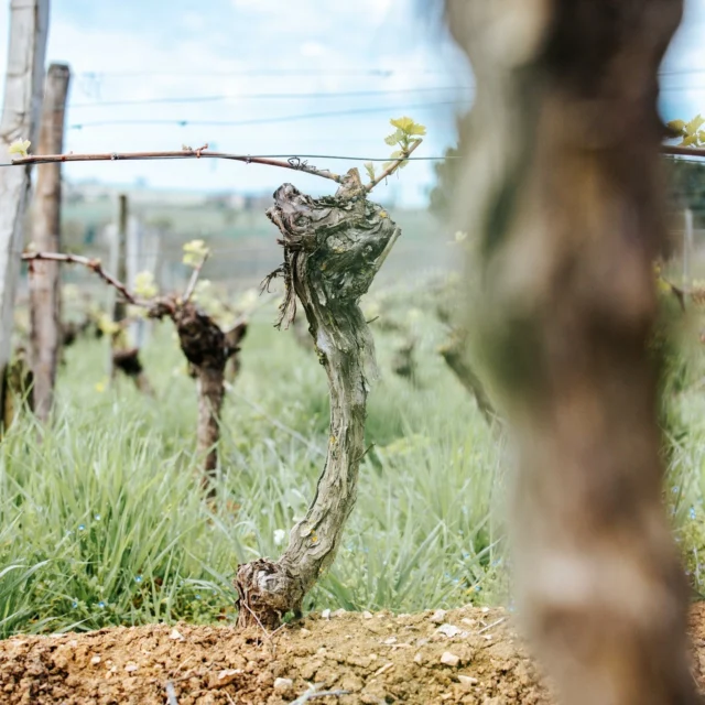 🍇 La magie continue dans les vignes : les bourgeons ont éclos toutes premières, les premières grappes commencent à se former, et on ne va pas vous mentir… c’est toujours un moment qui nous file le sourire !

Bourgeons, floraison, formation des baies... Ce ne sont que les prémisses mais annoncent une belle campagne 2025 !

💡 Ce qu’il faut savoir :
👉 Tout se joue en ce moment : météo, lumière, stress hydrique…
👉 La vigne sélectionne naturellement les grappes les plus fortes
👉 C’est une phase cruciale pour le profil du futur millésime 🍷

Ici, on observe, on accompagne, on bichonne… Et on commence doucement à rêver à la suite 🍇✨🍷

 #CycleDeLaVigne #VinsDeGaillac #VignoblesGayrel #MillésimeEnCours #GaillacNaturellement